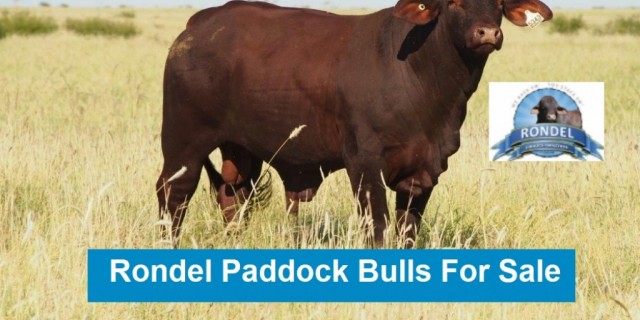 Rondel Paddock Bulls (FOR SALE)