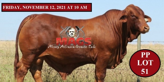 MAGS Droughtmaster Bull Sale 2021