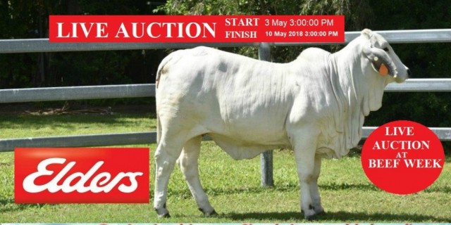 LIVE AUCTION AT BEEF 
