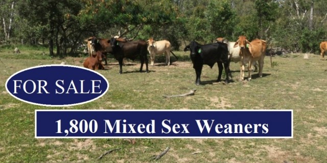 1,800 Mixed Sex Weaners (FOR SALE)
