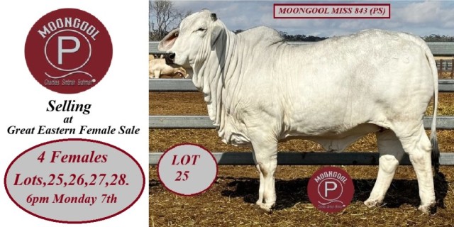 Moongool selling Females Great Eastern Female Sale 2024