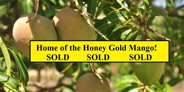 Home of the Honey Gold Mango! 