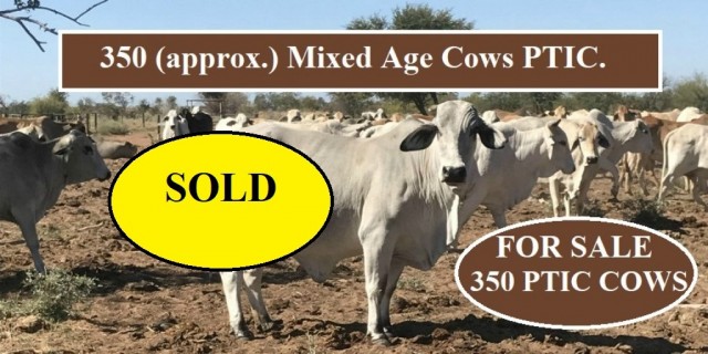 FOR SALE: 350 Mixed Age Cows PTIC. 