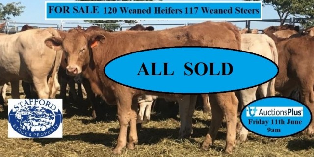 For Sale  120 Weaned Heifers & 117 Weaned Steers