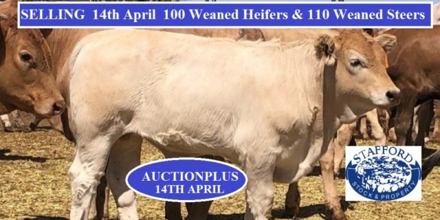  100 Weaned Heifers & 110 Steers Thurs 14th April 