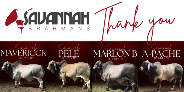 Savannah Brahmans Says Thank you 