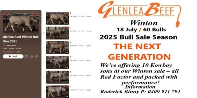 Glenlea Beef  Charolais Bull Sale Winton 