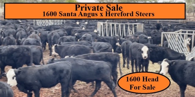 Private Sale 1600 Santa Angus x Hereford Steers