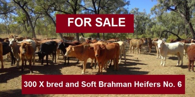 300 X bred & Soft Brahman Heifers No. 6