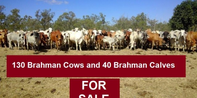 130 Brahman Cows and 40 Brahman Calves