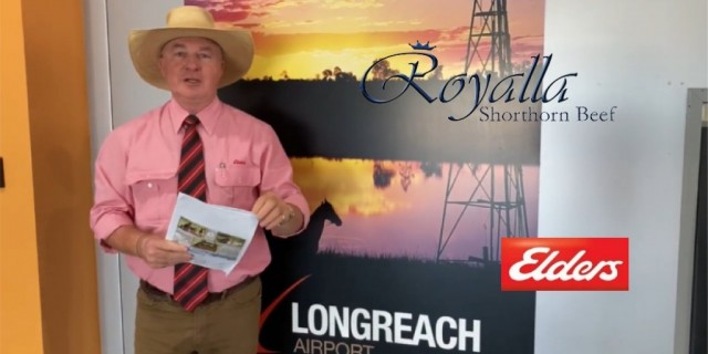 Royalla Shorthorn Beef Bull Sale (RESULTS)