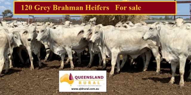 120 Grey Brahman Heifers