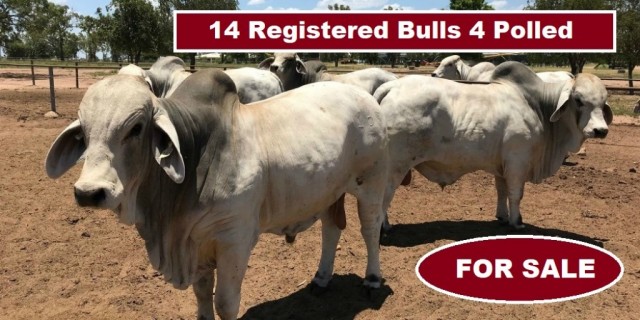 14 Registered Bulls 4 Polled (For Sale)