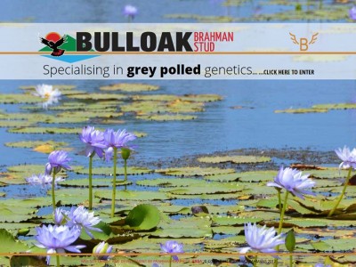 Bulloak Brahmans