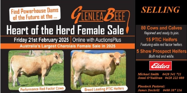 Glenlea Beef “Heart of the Herd” female sale