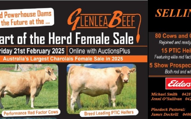 Glenlea Beef “Heart of the Herd” female sale