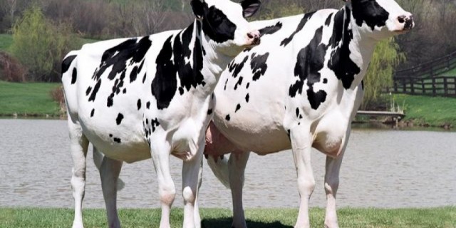 China ‘cloning factory’ to produce cattle, racehorses and pets