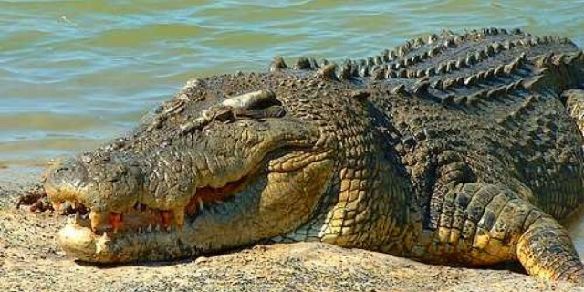 New Plan to float Territory crocodile trade