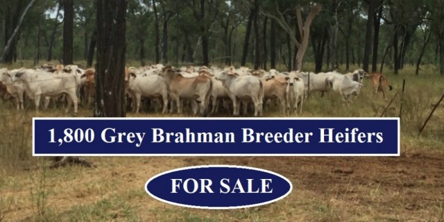1,800 Grey Brahman Breeder Heifers (FOR SALE )