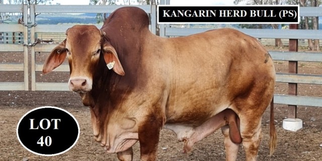 Kangarin Stud Feb All Breeds 2022
