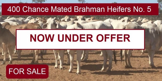 400 Chance Mated Brahman Heifers No. 5
