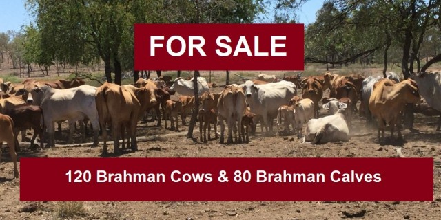 120 Brahman Cows & 80 Brahman Calves 