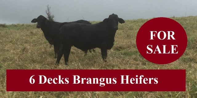 6 Decks Brangus Heifers