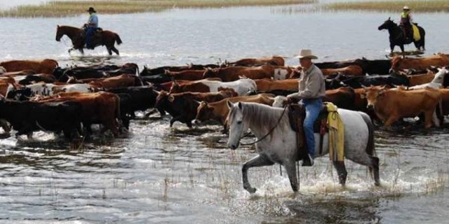 Cattle drive draws focus to Florida’s cowboy history.