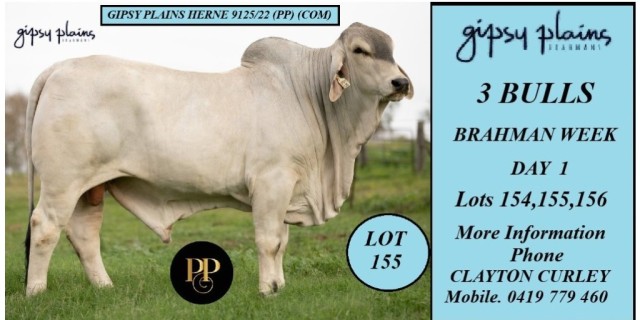  Gipsy Plains 3 Bulls for Rocky Brahman Week 