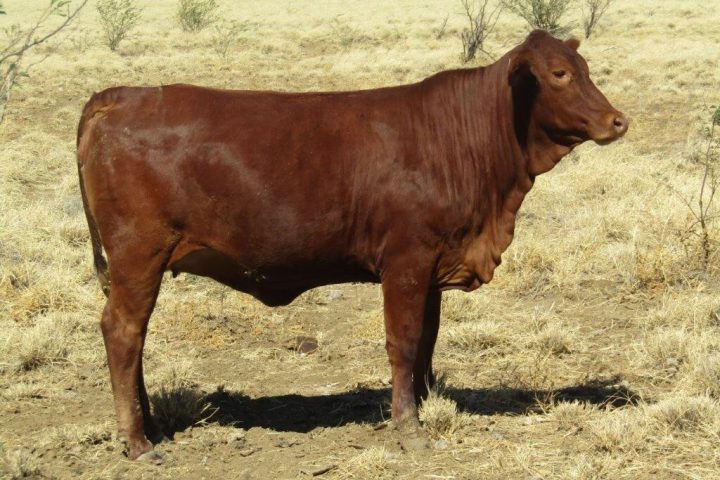 100 – 150 GQ PTIC Droughtmaster Heifers
