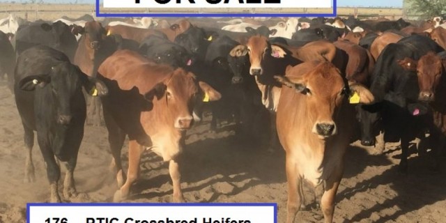 CATTLE FOR SALE ( BRODIE AGENCIES )