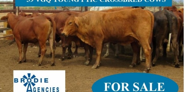 59 VGQ YOUNG PTIC CROSSBRED COWS (FOR SALE)