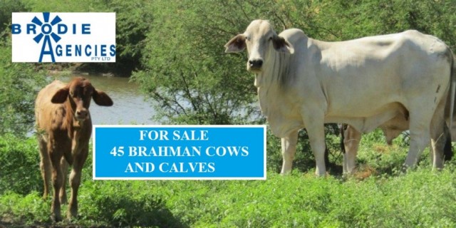 FOR SALE  45 Brahman Cows & Calves.