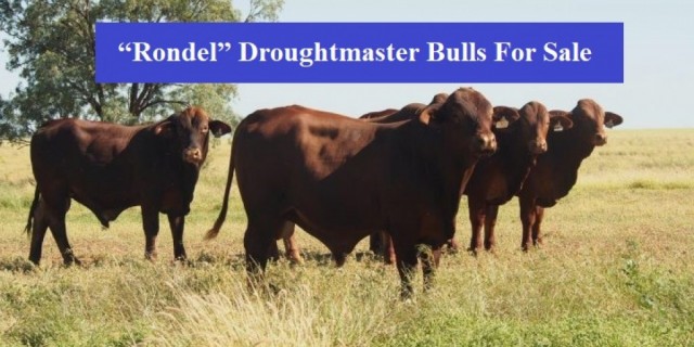 Rondel  Droughtmaster Bulls (For Sale)