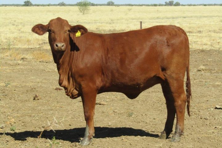 100 – 150 GQ PTIC Droughtmaster Heifers
