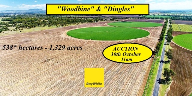 Woodbine and Dingles