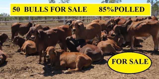 50 Red Brahmans For Sale 