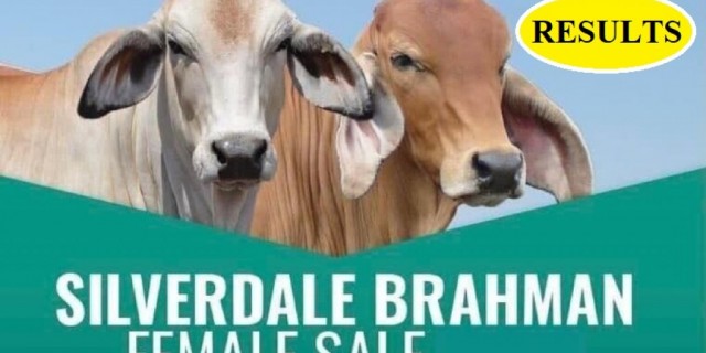 Silverdale Brahman Female Sale (RESULTS)