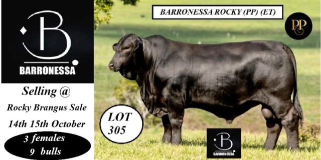 Barronessa Farming Rockhampton Brangus Sale 2024.