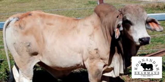 Koonandah Brahman Bull Sale