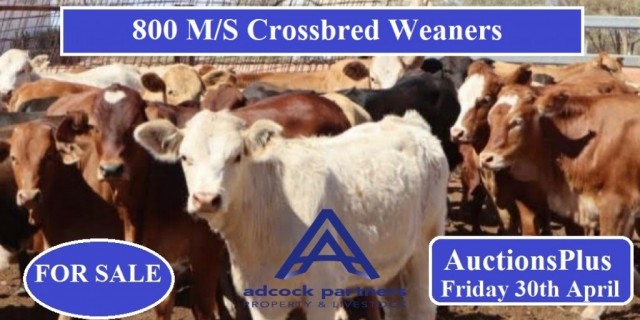 800 M/S Crossbred Weaners