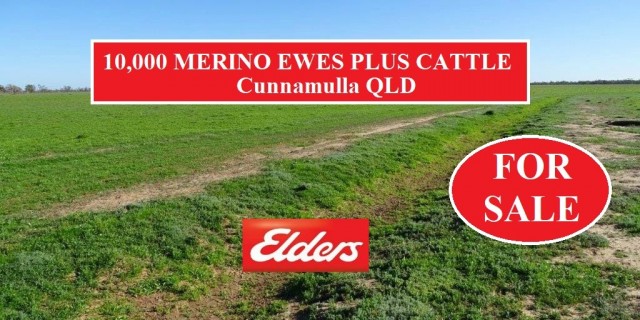 10,000 MERINO EWES PLUS CATTLE – FOR SALE 