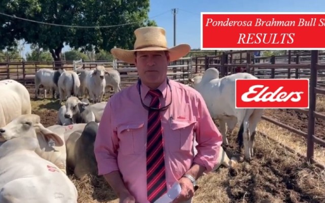 Ponderosa Brahman Bull Sale (RESULTS )