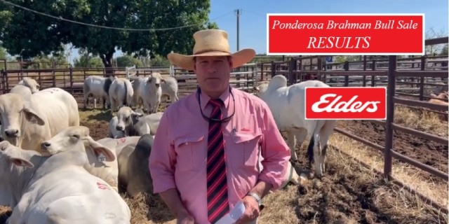 Ponderosa Brahman Bull Sale (RESULTS )