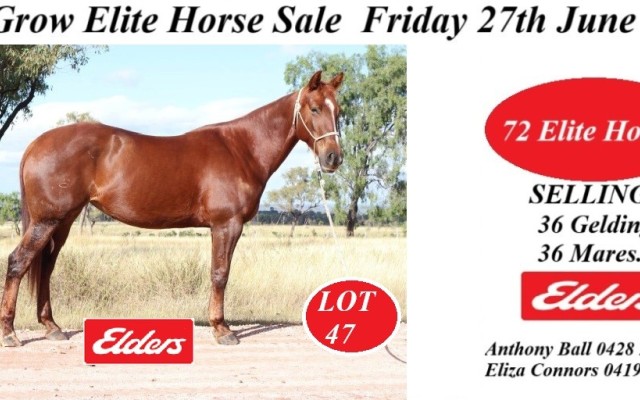 Ag-Grow Elite Horse Sale