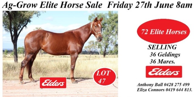 Ag-Grow Elite Horse Sale