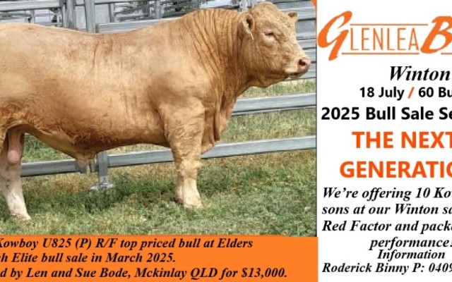 Glenlea Beef  Charolais Bull Sale Winton 