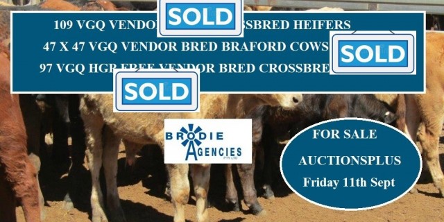 Selling 109 x breed Heifers 47x47 Cows & Calves 97 Crossbred Mickies