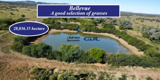  Bellevue
