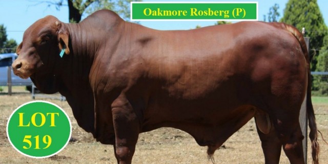 Oakmore Park Droughtmasters Feb all Breeds 